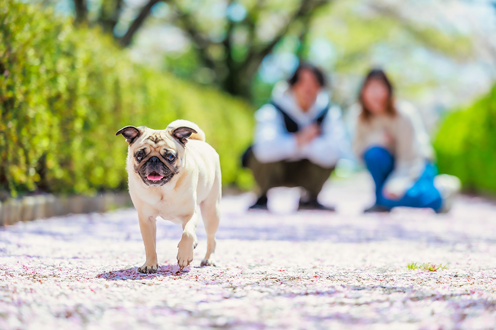 静岡市・富士市・沼津市のドレス専門店フィーノ記念日のペットと家族写真の記念撮影